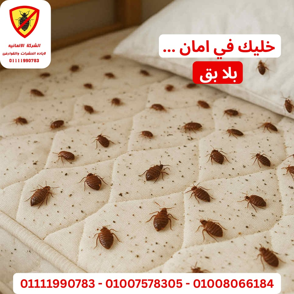 معالجة بق الفراش